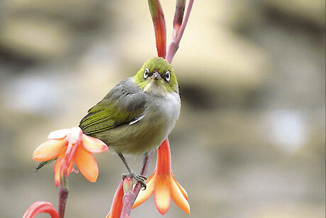 Predator Free Churton Park