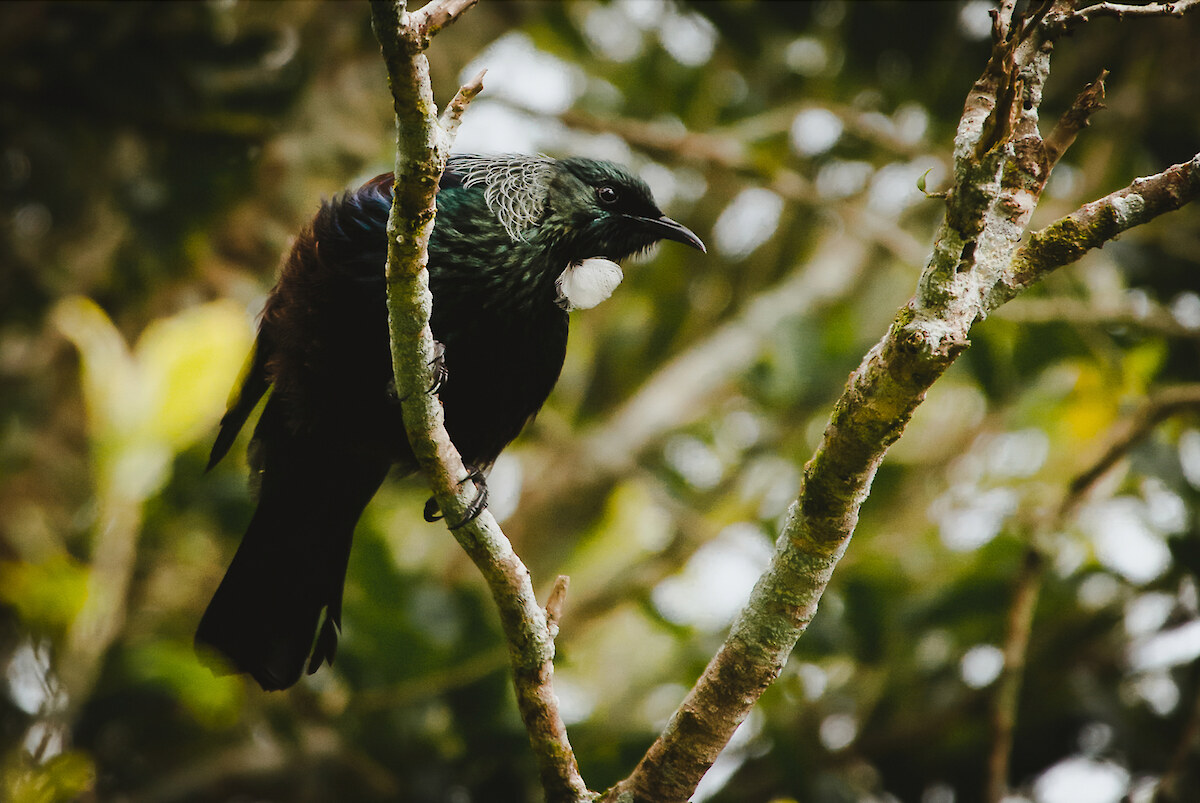 Predator pitfalls for live-trapped lizards - Predator Free NZ Trust