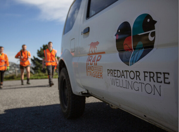 Predator Free Wellington is a project set up to make Wellington city predator free. Image credit: Ian Robertson.