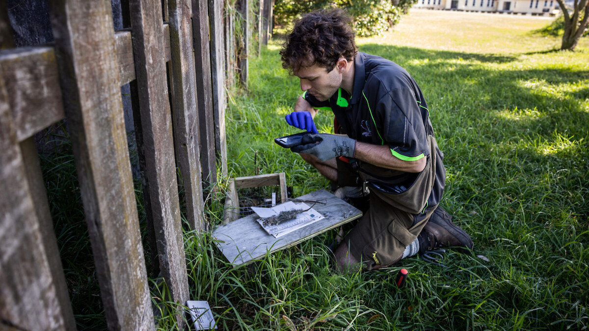 Predator Free Wellington field officer recording results on his phone. Image credit: Jim Huyleborek