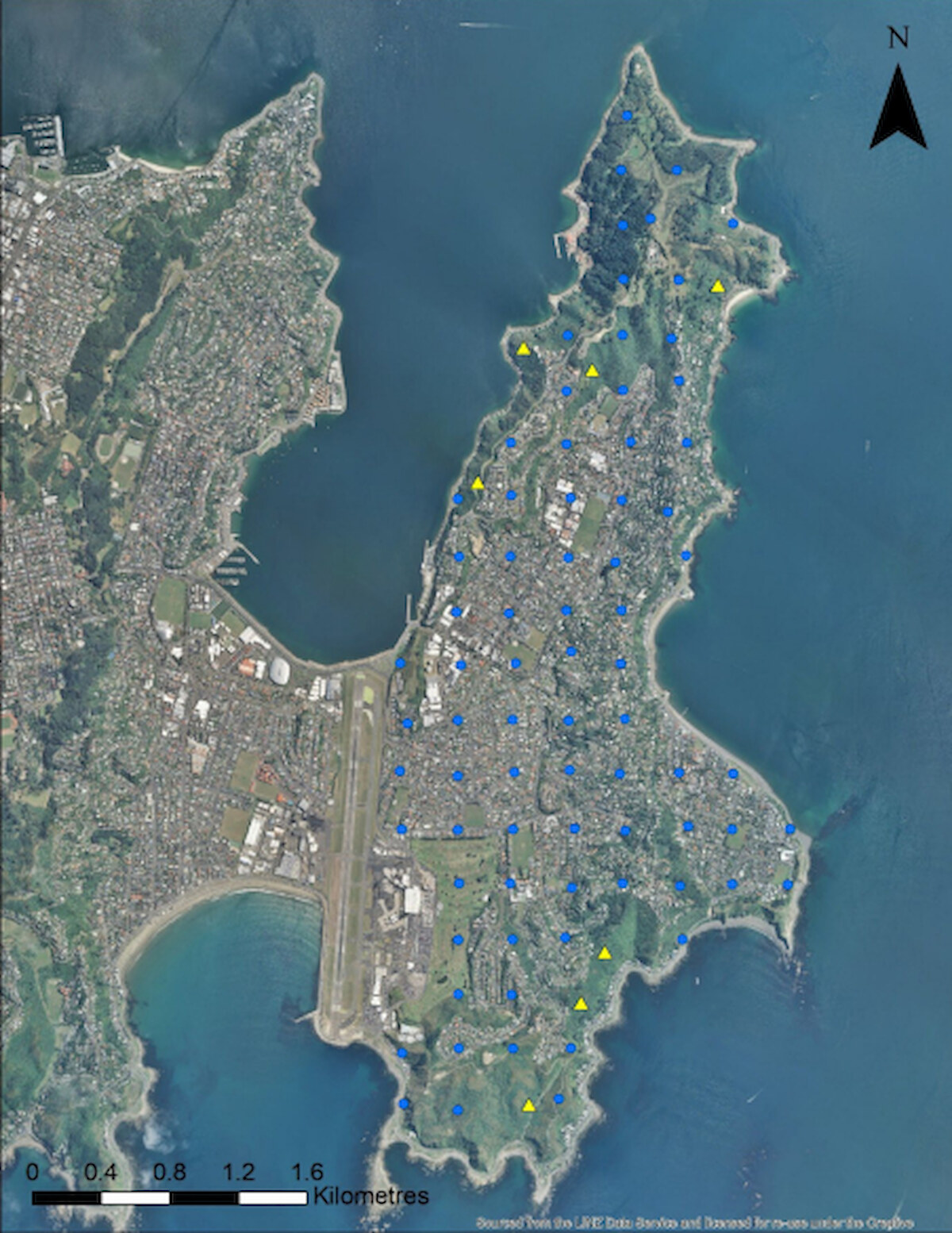 Locations of five minute bird count stations surveyed on Miramar Peninsula each year between 2017 and 2022. Yellow triangles represent the seven bird count stations established in 2011 as part of the Wellington City bird monitoring programme; blue circles represent the 77 bird count stations established in 2017 as part of the Miramar Peninsula bird monitoring programme.