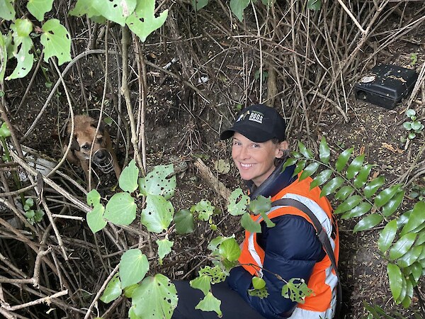 Wellington Predator Free detector dog Rapu and trainer Sally Bain. Photo courtesy The Post