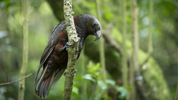 Kākā are prevalent at Zealandia and seen more and more around suburban Wellington