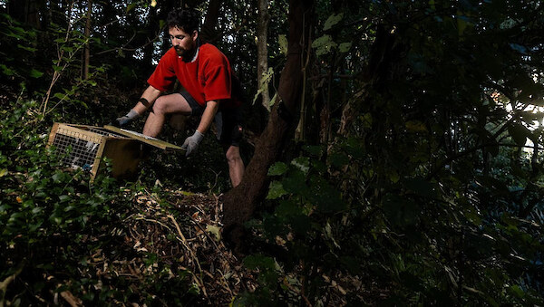 Groundskeeper Jo Conlon checks one of the traps at Government House. Photo courtesy The Post/David Unwin