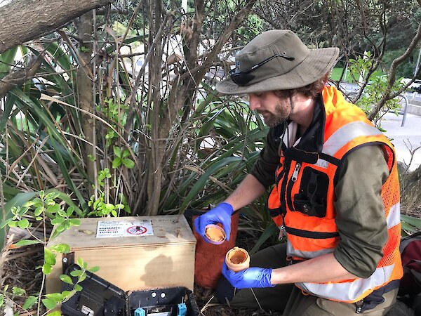 Field officer Jed Prickett checks a trap and bait station in Evans Bay. Courtesy Nikki MacDonald / The Post