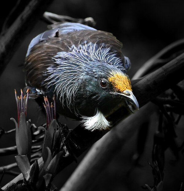 Tūī photographed by Tim Sutton