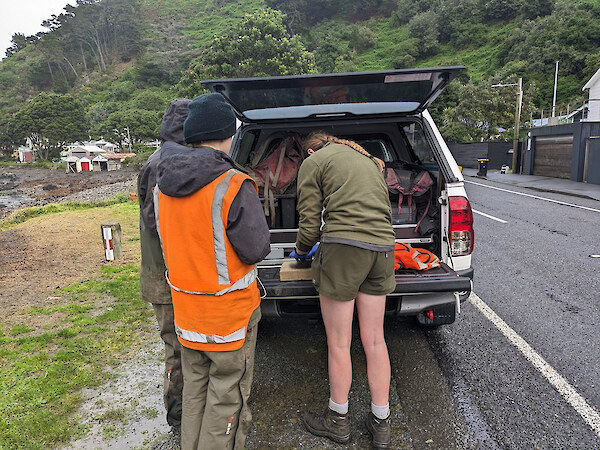 Investigating a rat caught in Breaker Bay