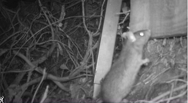 Say cheese. A rat is spotted on our of our monitoring cameras.