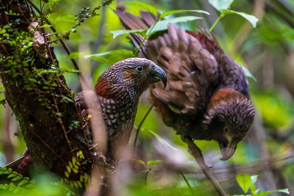 Kākā, photographed by Scott Langdale