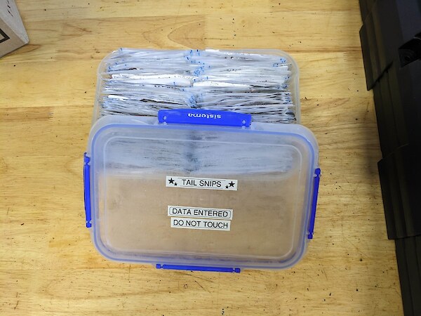 Our container of rat tail snips for DNA testing